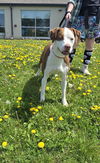 adoptable Dog in  named Thor