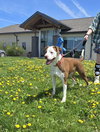 Thor - Photo 2