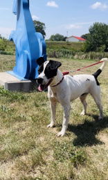 adoptable Dog in Oskaloosa, IA named Huckleberry