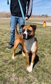 adoptable Dog in , IA named Mika