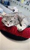 adoptable Cat in oskaloosa, IA named Juniper