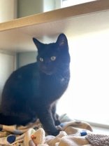 adoptable Cat in Oskaloosa, IA named Blackie
