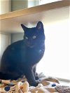 adoptable Cat in , IA named Blackie