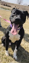 adoptable Dog in , IA named Arnie