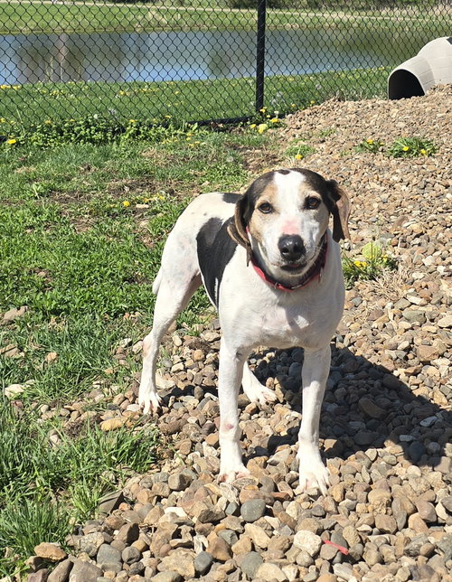 BISCUIT - Hound available for adoption