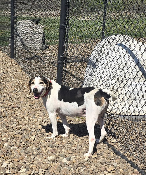 picture of the dog needing adoption