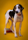 Biscuit - Photo 5