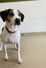 adoptable Dog in Oskaloosa, IA named Biscuit