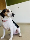 Biscuit - Photo 4