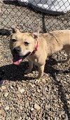 adoptable Dog in , IA named Scrappy