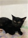 adoptable Cat in oskaloosa, IA named Hayden