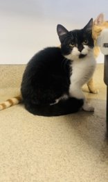 adoptable Cat in Oskaloosa, IA named Black Swan