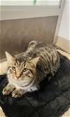 adoptable Cat in oskaloosa, IA named Jerry