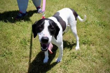 adoptable Dog in Oskaloosa, IA named Blueberry