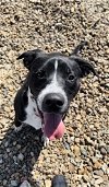 adoptable Dog in oskaloosa, IA named Ike