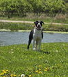 adoptable Dog in , IA named Mike