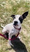 adoptable Dog in , IA named Peaches