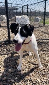 adoptable Dog in Oskaloosa, IA named Pomegranate