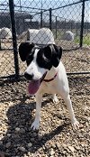 adoptable Dog in  named Pomegranate