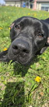 adoptable Dog in , IA named Rollo