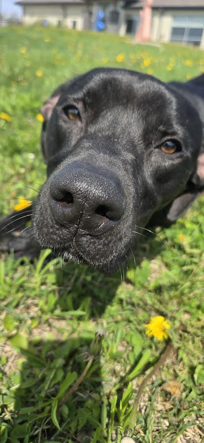 picture of the dog needing adoption