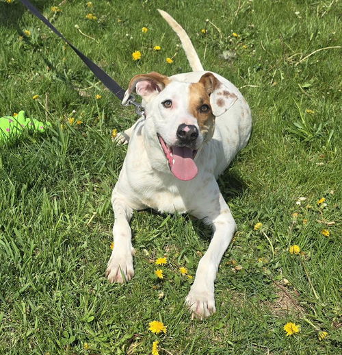 picture of the dog needing adoption