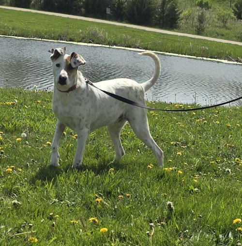 SAM - Pointer available for adoption