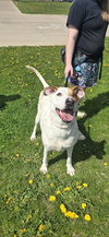 Sam - Photo 3