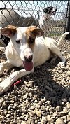 adoptable Dog in oskaloosa, IA named Sam