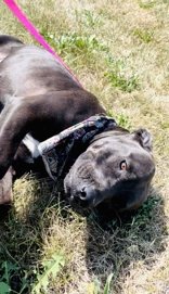 adoptable Dog in Oskaloosa, IA named Sweet Pea