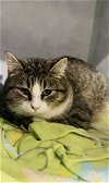 adoptable Cat in oskaloosa, IA named Minny