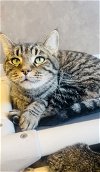 adoptable Cat in oskaloosa, IA named Rosa
