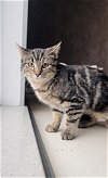 adoptable Cat in oskaloosa, IA named Sugar