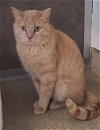 adoptable Cat in , IA named Turkey