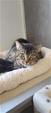 adoptable Cat in oskaloosa, IA named Zazoo
