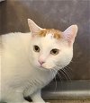 adoptable Cat in , IA named Checkers