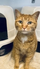 adoptable Cat in Oskaloosa, IA named Sylvester