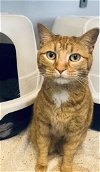 adoptable Cat in , IA named Sylvester
