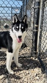 adoptable Dog in Oskaloosa, IA named Rigley