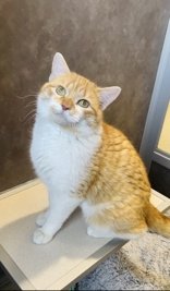 adoptable Cat in Oskaloosa, IA named Casa Nova