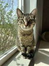 adoptable Cat in , IA named Chimera