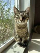 picture of the cat needing adoption