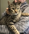 adoptable Cat in Oskaloosa, IA named Delphinium