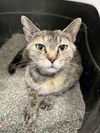 adoptable Cat in Oskaloosa, IA named Joan