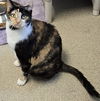 adoptable Cat in  named Mimsy