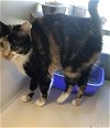 adoptable Cat in oskaloosa, IA named Mimsy
