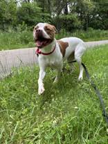 adoptable Dog in Oskaloosa, IA named Hercules