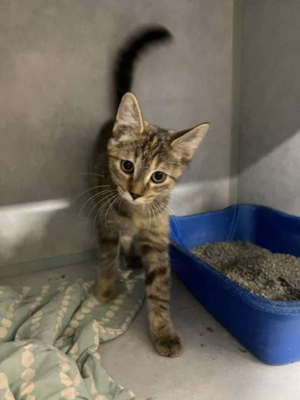 adoptable Cat in Oskaloosa, IA named Alena