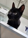 adoptable Cat in , IA named Gareth