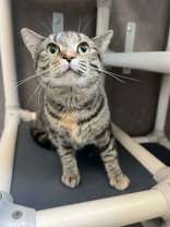 adoptable Cat in Oskaloosa, IA named Katniss